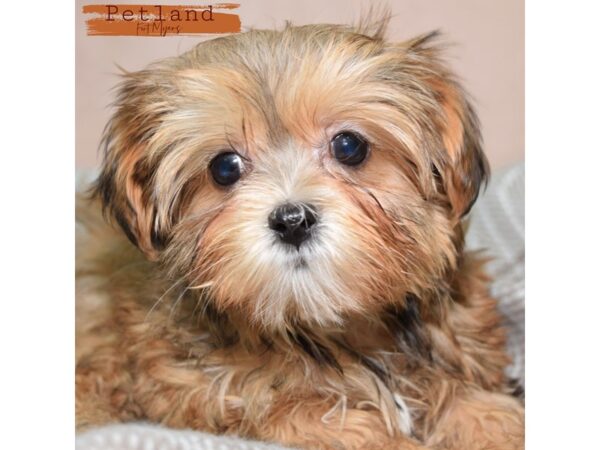 Shorkie--Female---Petland Fort Myers, Florida