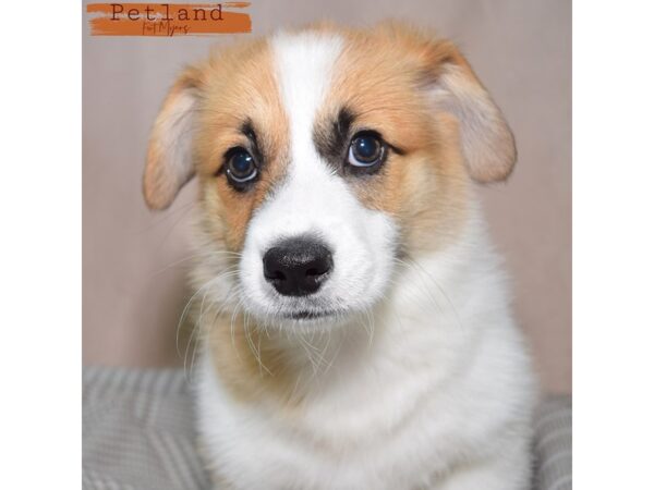Pembroke Welsh Corgi--Male---Petland Fort Myers, Florida