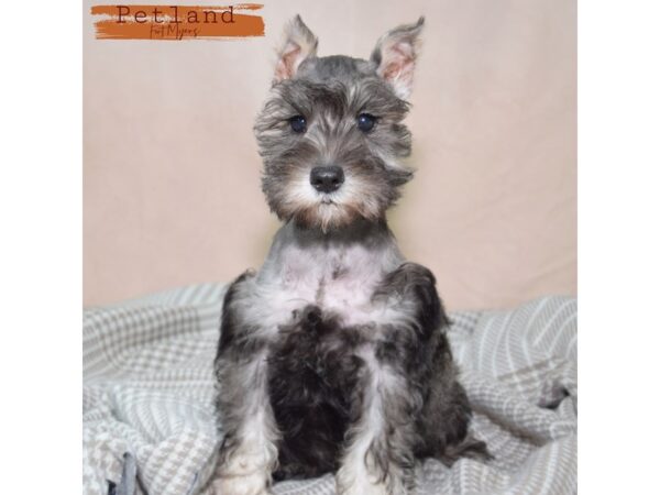 [#24078] Salt & Pepper Female Miniature Schnauzer Puppies for Sale