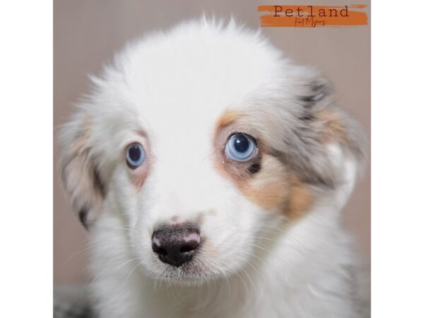 [#24077] Blue Merle Female Miniature American Shepherd Puppies for Sale