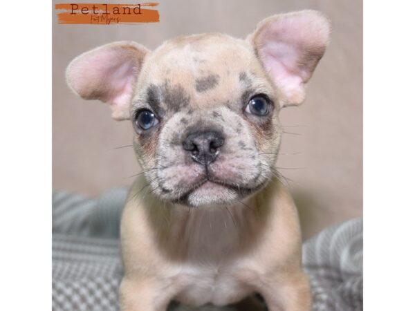 French Bulldog--Male---Petland Fort Myers, Florida