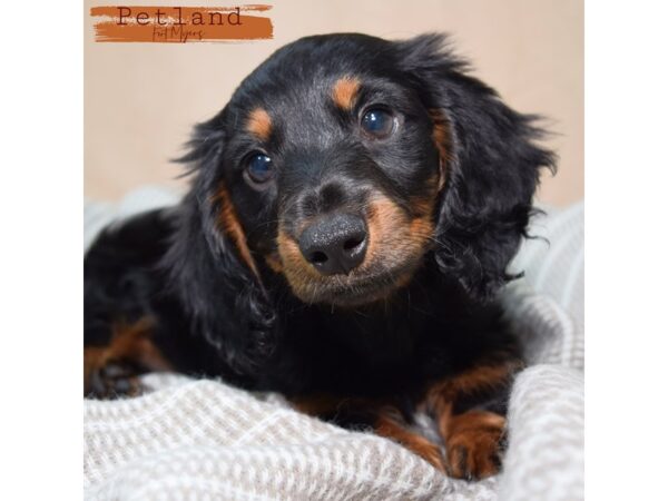 Dachshund--Male---Petland Fort Myers, Florida