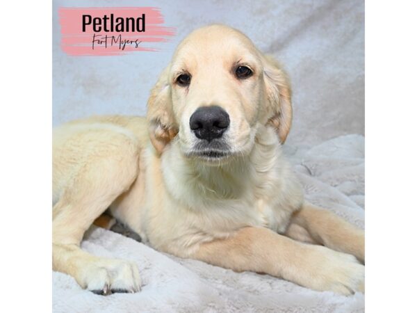 Golden Retriever--Female---Petland Fort Myers, Florida
