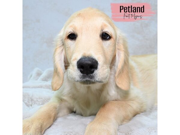 Golden Retriever--Female---Petland Fort Myers, Florida