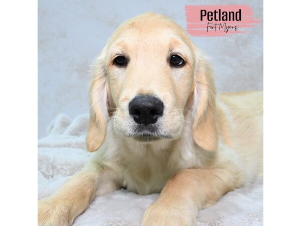 [#24105] Golden Female Golden Retriever Puppies for Sale