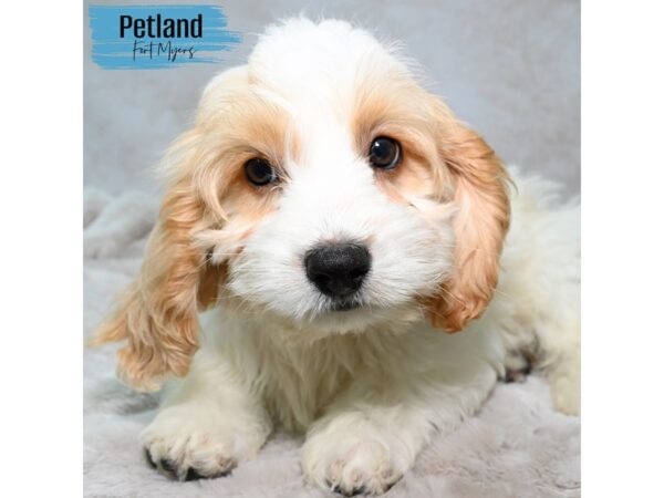 Cockapoo Small Animal Blue Merle ID:23079 Located at Petland Fort Myers ...