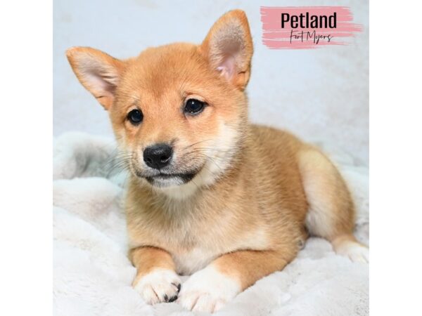 Shiba Inu--Female---Petland Fort Myers, Florida