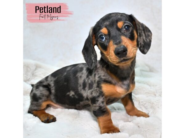 Dachshund--Female---Petland Fort Myers, Florida