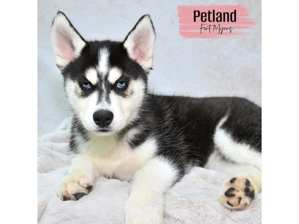 [#24098] Black & White Female Siberian Husky Puppies for Sale