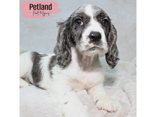 Cocker Spaniel--Female---Petland Fort Myers, Florida
