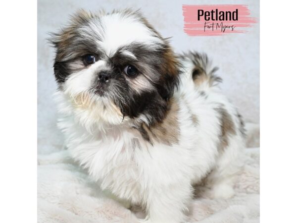Shih Tzu--Female---Petland Fort Myers, Florida