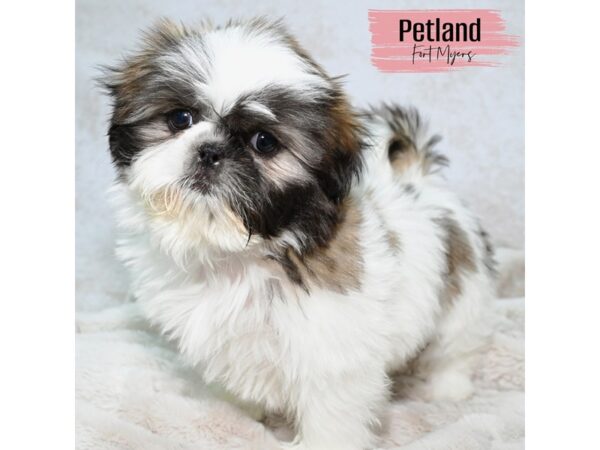 [#24097] Brdl & Wh Female Shih Tzu Puppies for Sale