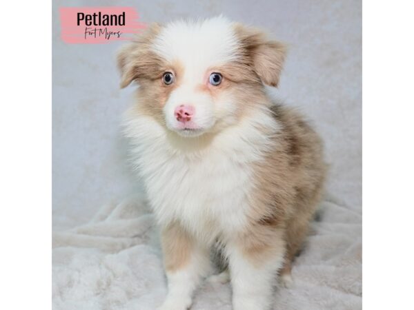 [#24095] Blue Merle Male Miniature Australian Shepherd Puppies for Sale