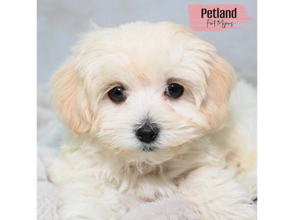 Maltipoo--Female---Petland Fort Myers, Florida