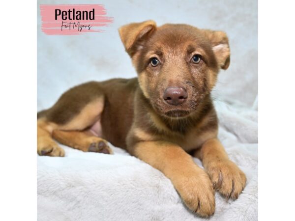 [#24093] Liver Female German Shepherd Puppies for Sale