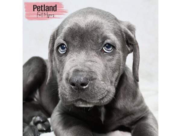 Cane Corso--Female---Petland Fort Myers, Florida