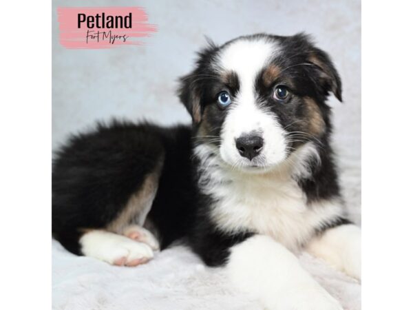 [#24090] Tri Female Australian Shepherd Puppies for Sale