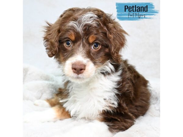Aussiedoodle Mini--Male---Petland Fort Myers, Florida