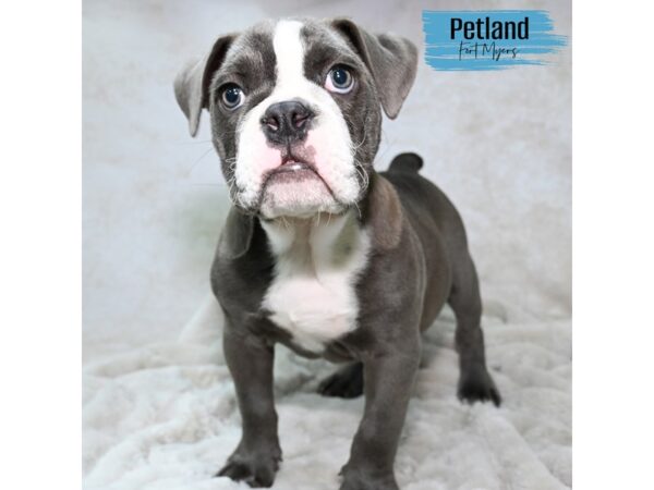 Victorian Bulldog--Male---Petland Fort Myers, Florida
