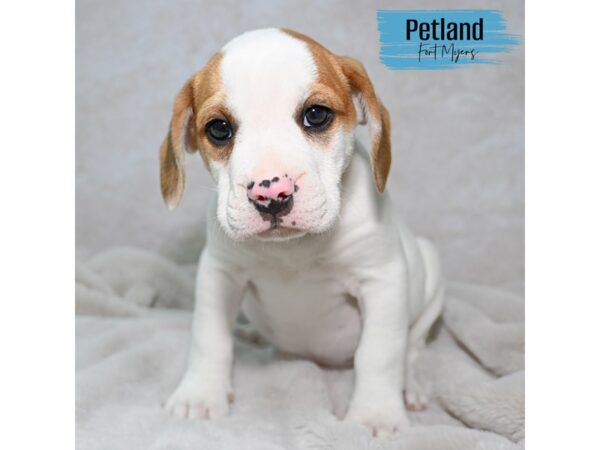 Beabull--Male---Petland Fort Myers, Florida