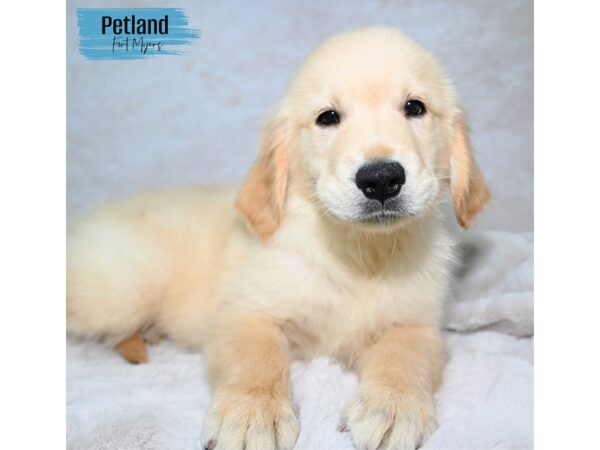 Golden Retriever--Male---Petland Fort Myers, Florida