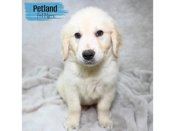 Golden Retriever--Male---Petland Fort Myers, Florida