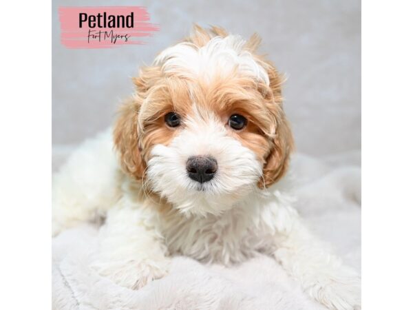 [#24129] Tan & White Female Shih-Poo Puppies for Sale