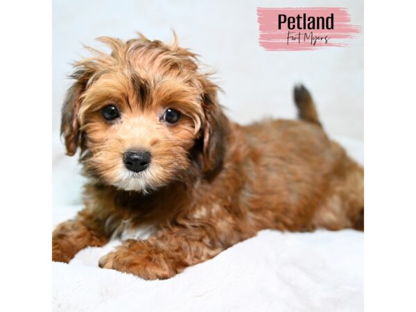 Shih-Poo--Female---Petland Fort Myers, Florida