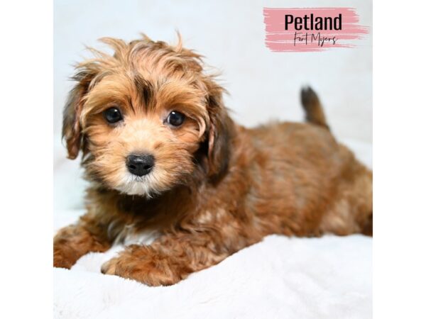 [#24128] Red Brindle Female Shih-Poo Puppies for Sale