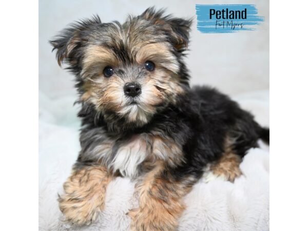 Morkie--Male---Petland Fort Myers, Florida
