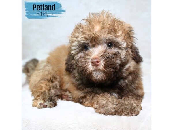 Havanese--Male---Petland Fort Myers, Florida