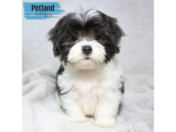 [#24119] Black and White Male Havamalt Puppies for Sale