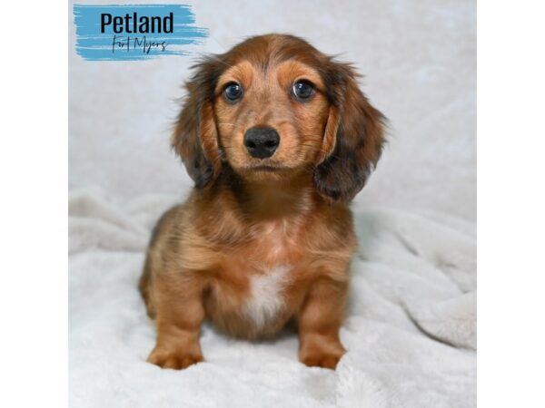 [#24118] Red Male Dachshund Puppies for Sale