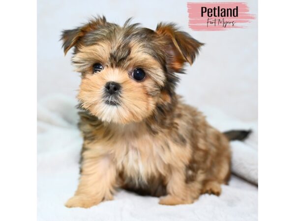 [#24117] Br Female Shorkie Puppies for Sale