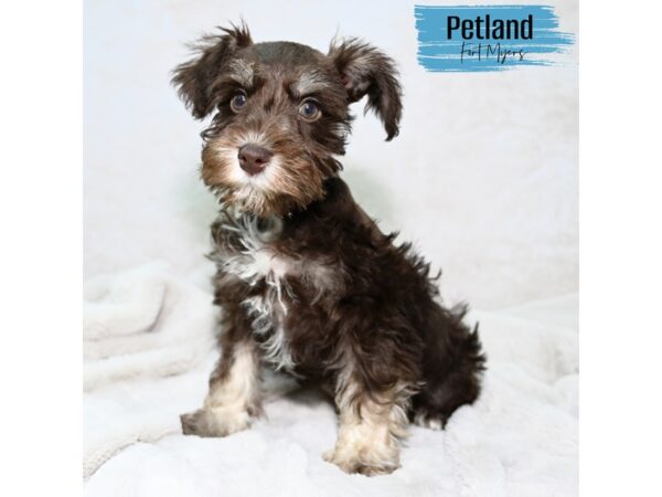 [#24115] Br Male Miniature Schnauzer Puppies for Sale