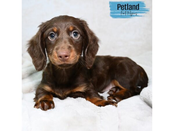 [#24113] Chocolate Male Dachshund Puppies for Sale