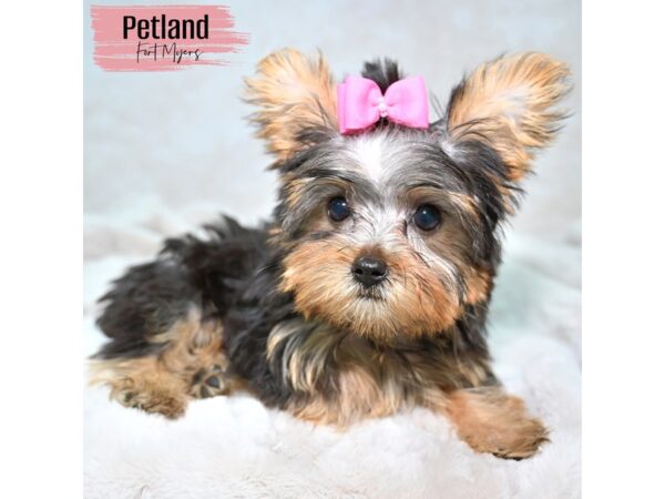 Yorkshire Terrier--Female---Petland Fort Myers, Florida