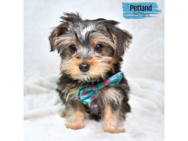 Yorkshire Terrier--Male---Petland Fort Myers, Florida