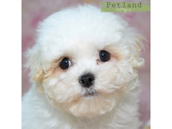 Malti-Poo--Male---Petland Fort Myers, Florida