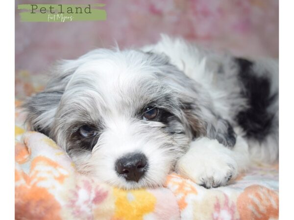 Cavapoo--Male---Petland Fort Myers, Florida