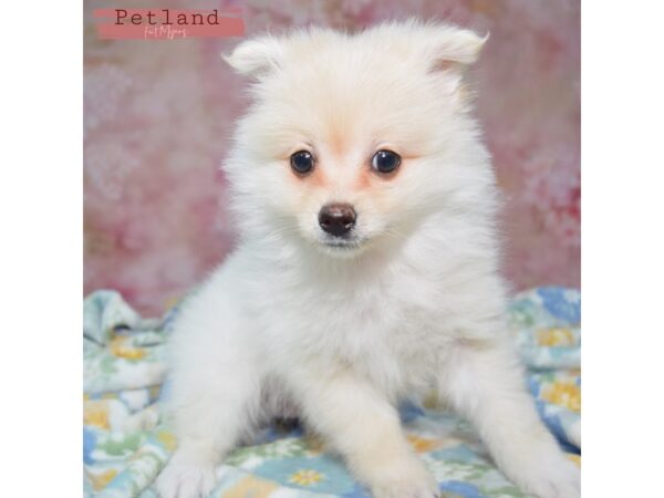 Pomeranian--Male---Petland Fort Myers, Florida