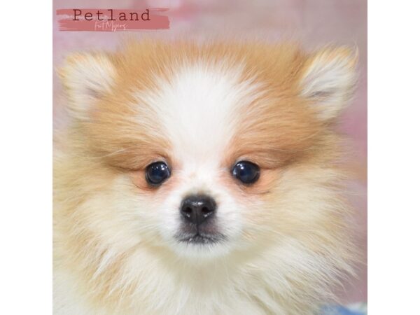 Pomeranian--Male---Petland Fort Myers, Florida
