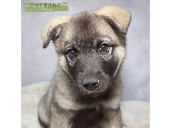 Norwegian Elkhound--Male---Petland Fort Myers, Florida