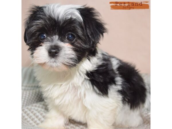 Havanese--Female---Petland Fort Myers, Florida