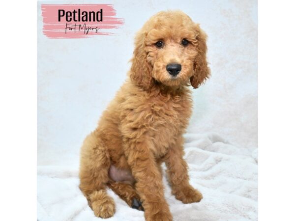 Goldendoodle--Female---Petland Fort Myers, Florida