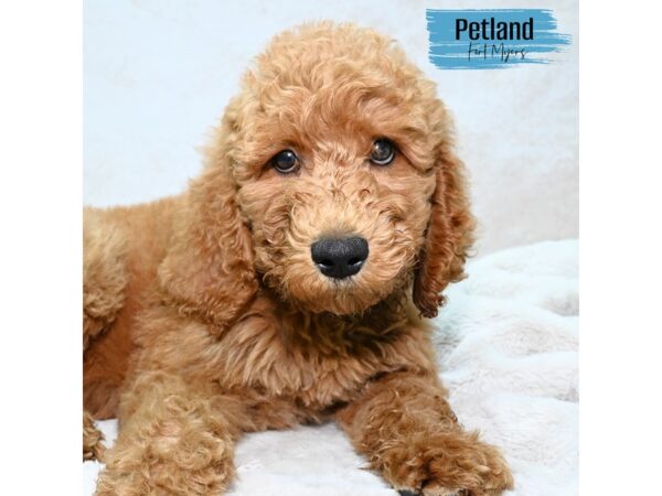 Goldendoodle--Male---Petland Fort Myers, Florida