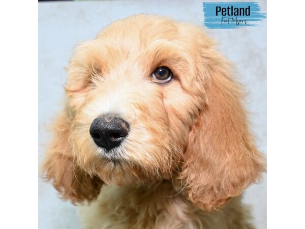 Goldendoodle--Male---Petland Fort Myers, Florida