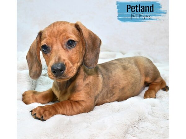 Dachshund--Male---Petland Fort Myers, Florida