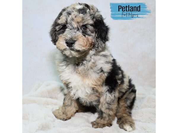 Miniature Poodle--Male---Petland Fort Myers, Florida