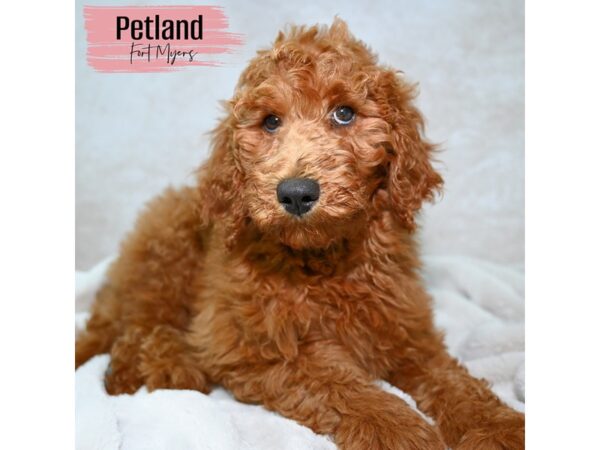 Goldendoodle--Female---Petland Fort Myers, Florida